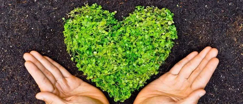 Green Heart from Plants